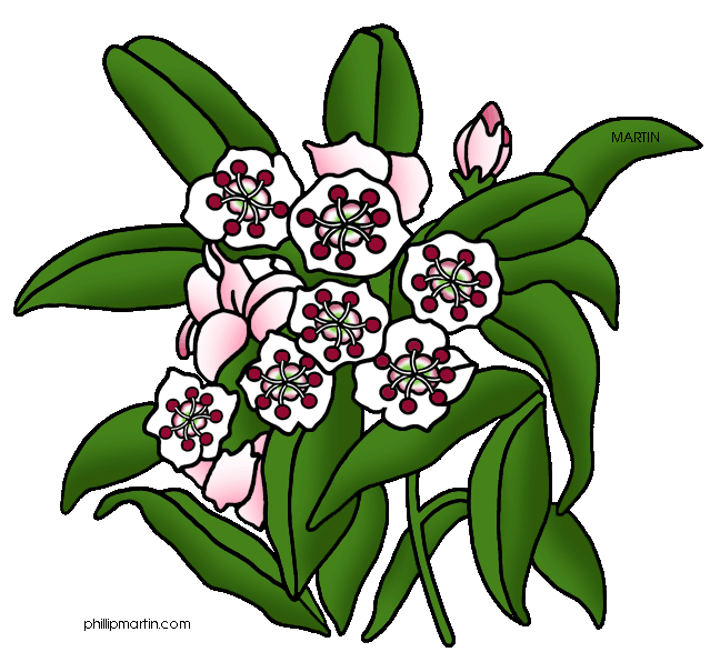 648x587 Pennsylvania Mountain Laurel Clipart 1.jpg Mountain