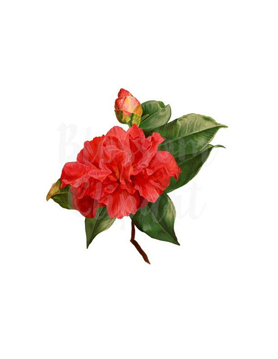 570x738 Flower Clip Art Peony Clipart For Invitations Scrapbook