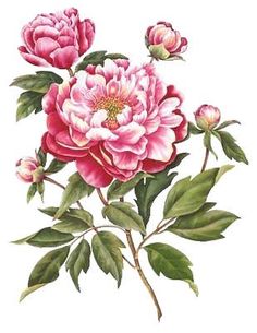 236x305 Free Victorian Flowers And Vintage Fruit Clip Art And Borders