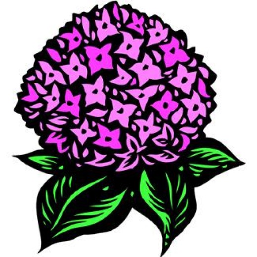 520x520 Hydrangea Clipart Cartoon