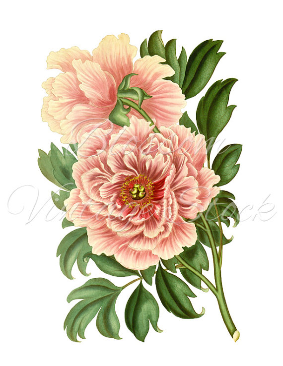 570x738 Peony Clipart Vintage Graphic Pink Peony Digital Image
