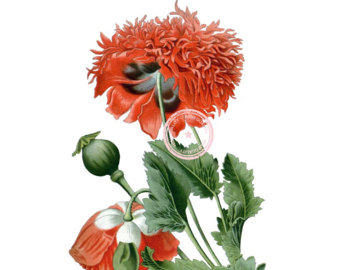 340x270 Pink Mountain Peony Clip Art Floral Clipart Botanical