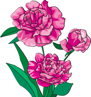 299x319 Web Design Peony, Clip Art And Flowers