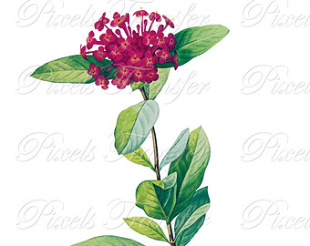 340x270 Jasmine Flower Clipart