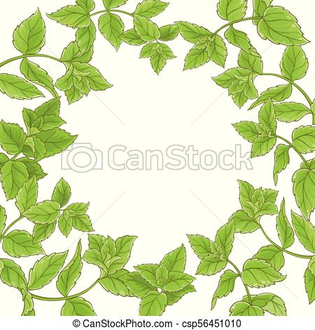 450x470 Peppermint Vector Frame. Peppermint Plant Vector Frame