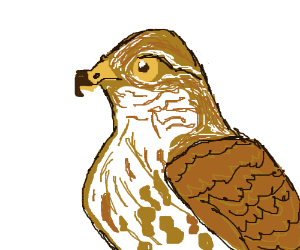 300x250 Hawk