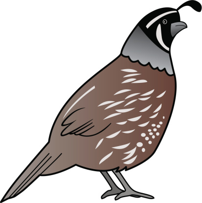 413x414 Quail Clipart