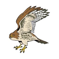 250x250 T Shirt Clip Art For Hawks