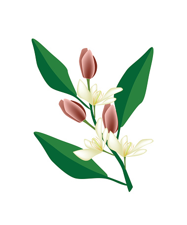 379x455 Perfume Tree Clipart