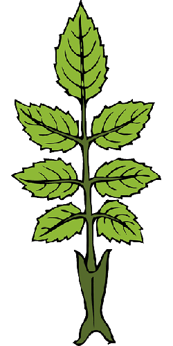 250x500 Outline Leaf Plant Leaves Laurel With Good Periwinkle Leaf Clip