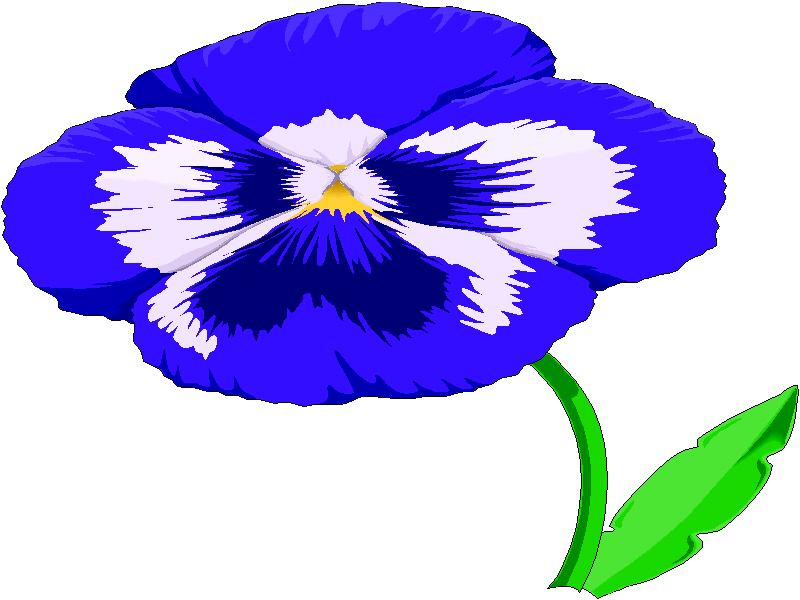 800x600 Pansy Clipart