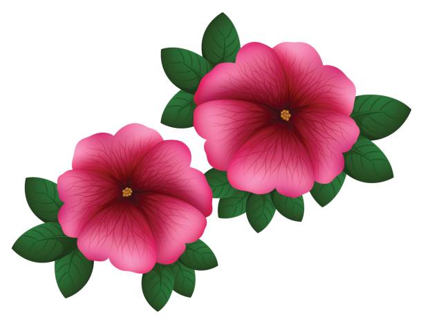 612x469 Petunia Clipart Pretty Flower 3782498