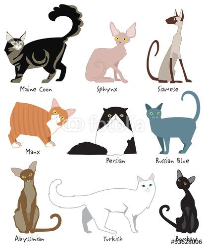 414x500 Vector Colorful, Cute Illustrations Of The Most Popular Cat