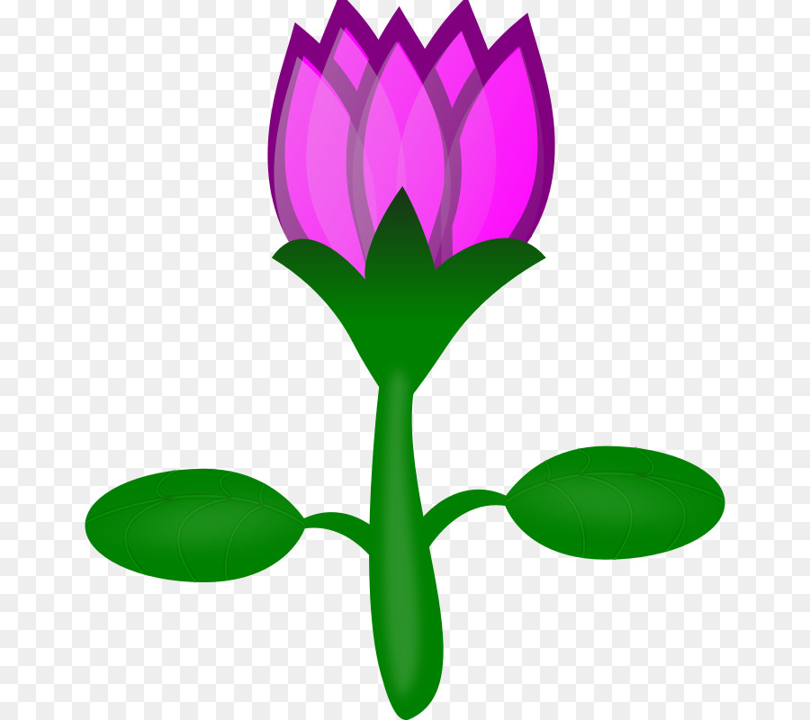 900x800 Nelumbo Nucifera Drawing Computer Icons Clip Art