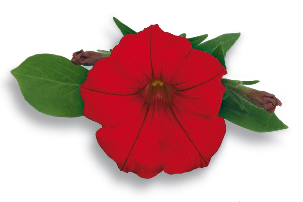 1024x683 Petunia Clipart Desktop Backgrounds