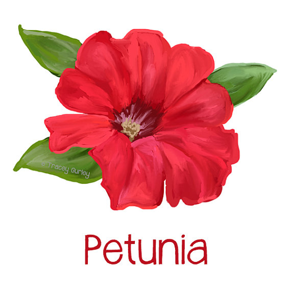 570x570 Red Petunia Painting Original Art Petunia Clip Art Petunia