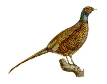 340x270 Printable Bird Image Etsy