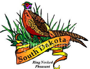 300x231 State Bird Of South Dakota, The Ring Necked Pheasant With Gold