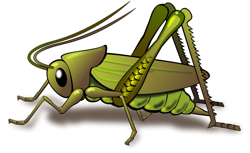 800x490 Free Clipart Cricket Dux Phoenix