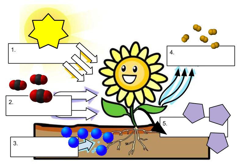 Photosynthesis Clipart