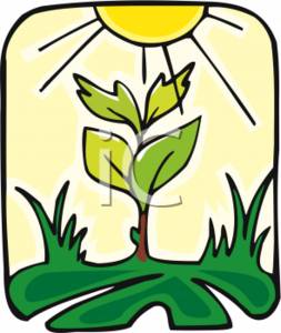 253x300 Clipart Of Photosynthesis