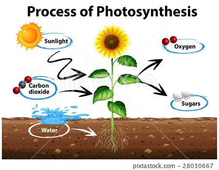 450x349 Diagram Sunflower And Process Of Photosynthesis