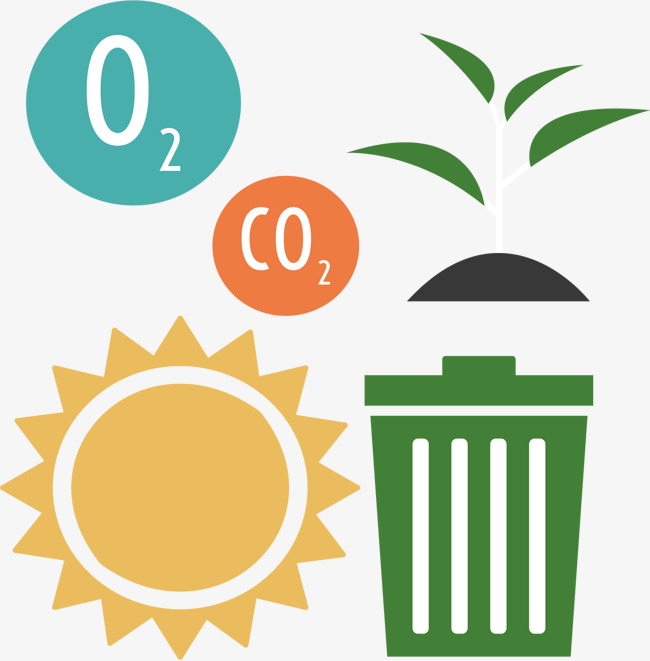 650x661 Photosynthesis Plant Growth, Plant, Sapling, Photosynthesis Png