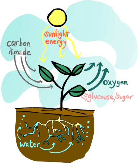 455x537 Photosynthesis.food Chain. Food Web. Decomposers. Producers