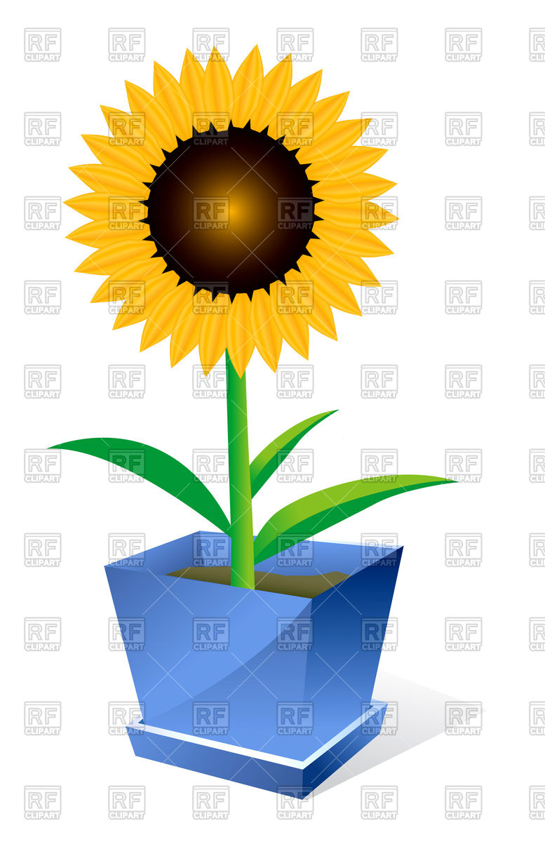 777x1200 Sunflower In Pot Royalty Free Vector Clip Art Image