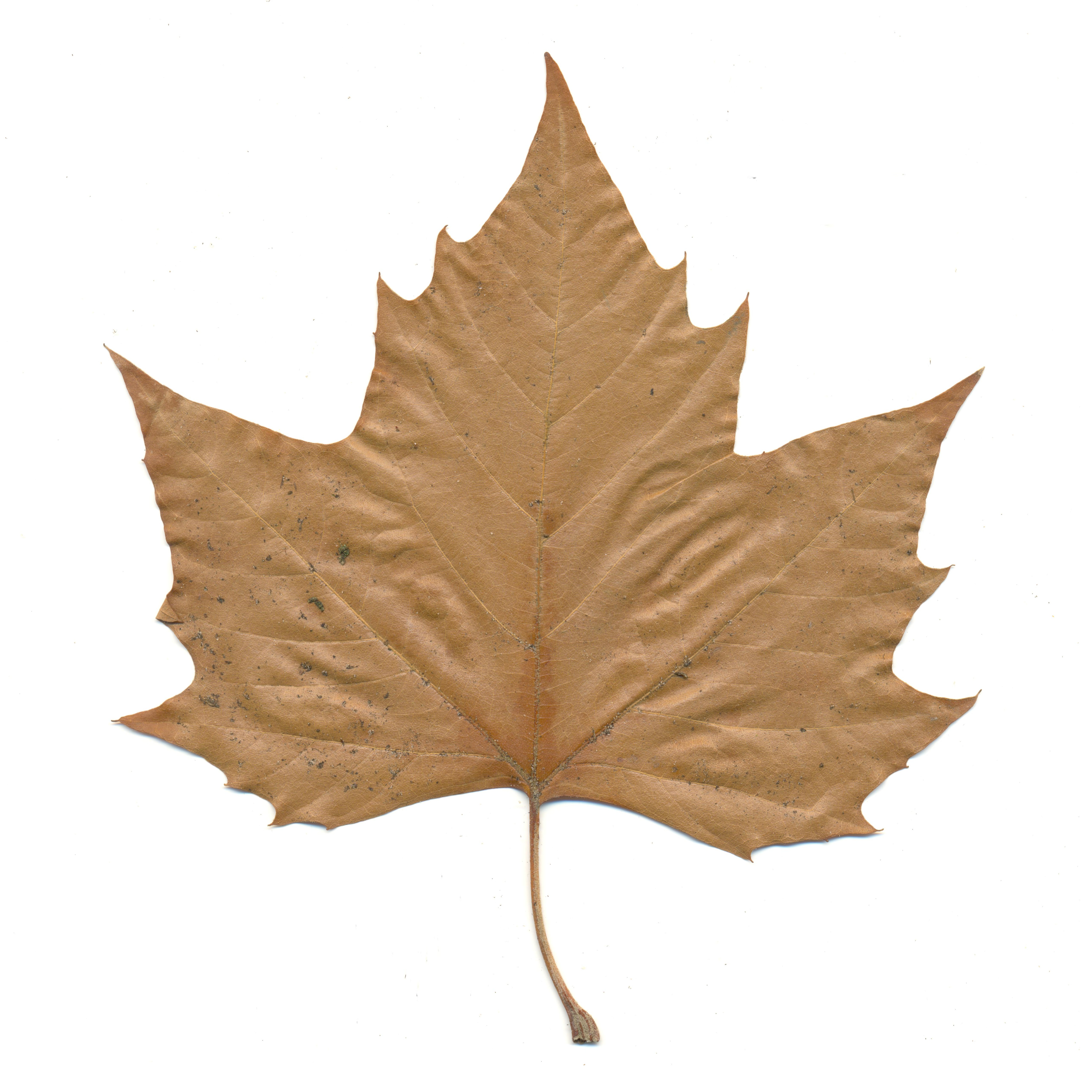 5096x5096 Brown Clipart Brown Leaf
