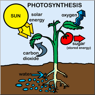 304x304 Clip Art Photosynthesis Color I Abcteach