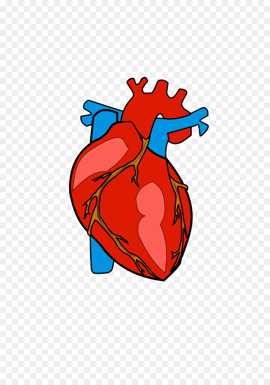 900x1280 Heart Anatomy Clip Art