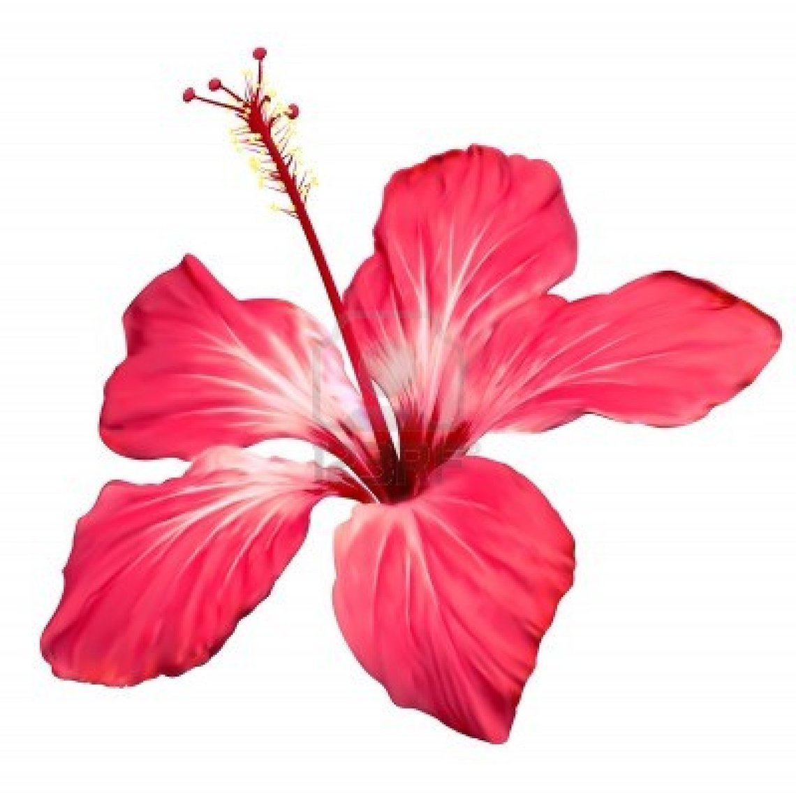 1140x1140 Clip Art Hawaiian Flowers Clipart Free To Use Resource