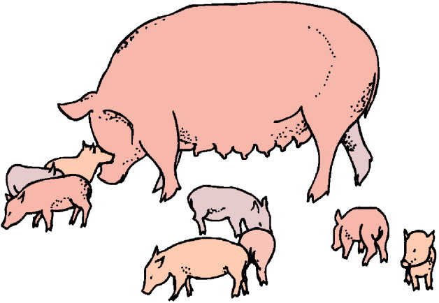 628x434 Free Pig Clipart