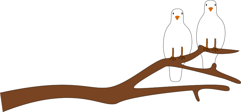 800x373 Pigeon Clipart File