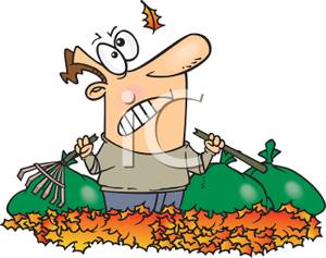 300x237 A Frustrated Man Holding A Broken Rake In A Pile Of Leaves