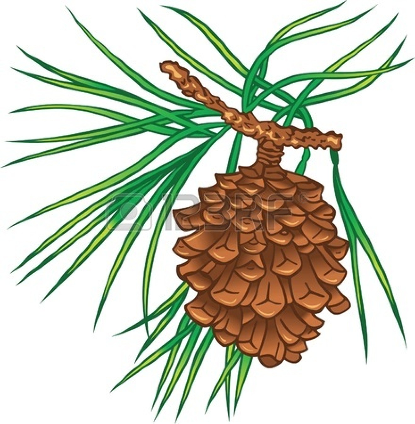 1320x1350 Clip Art Pine Cone Clipart Panda