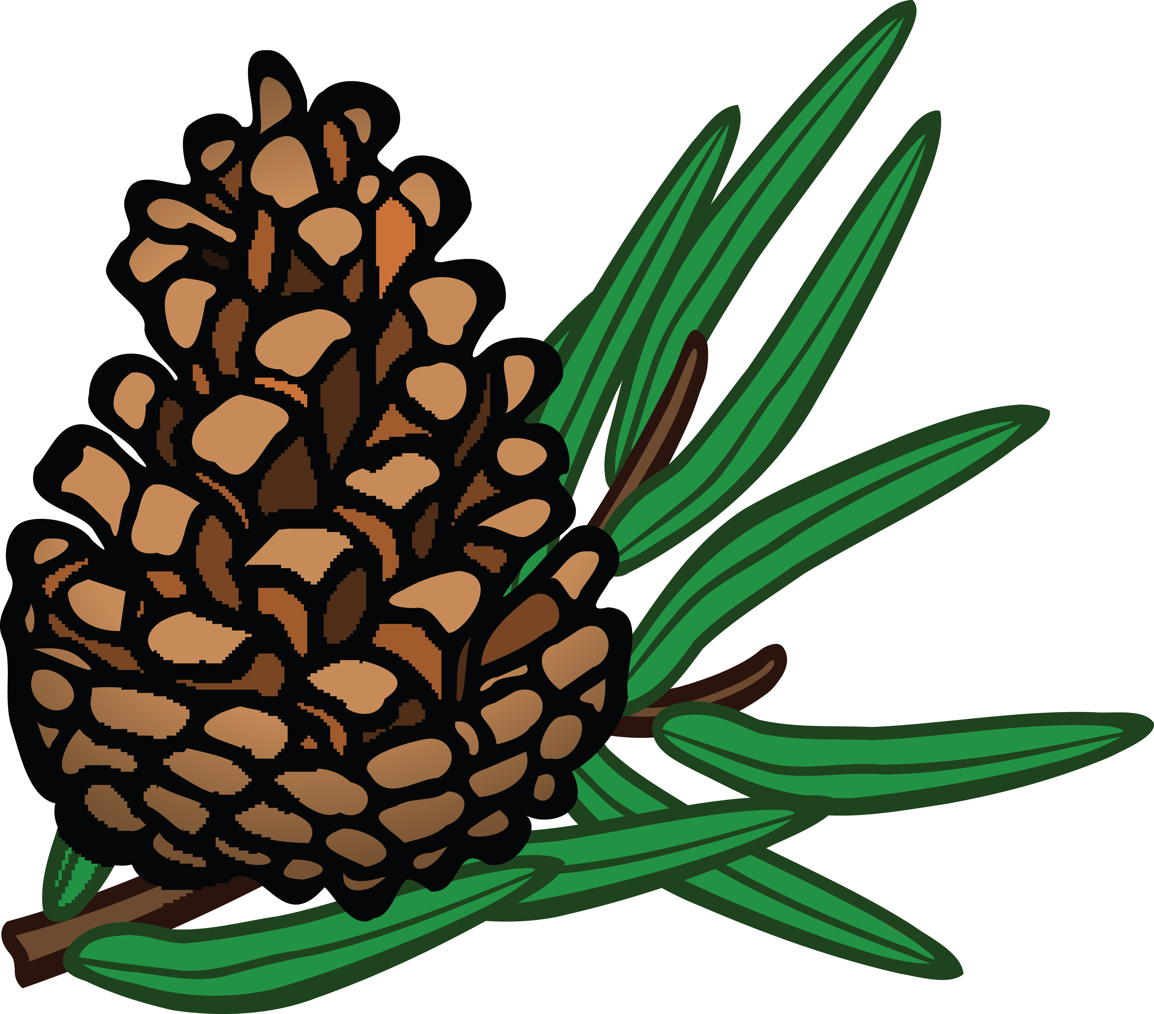 4000x3514 Free Clipart Of A Pinecone