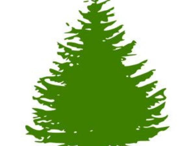 640x480 Pine Tree Clipart