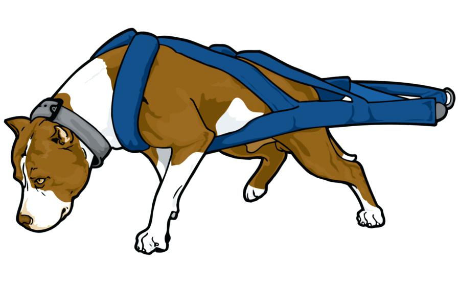 900x560 Ninja Turtles Clipart Pit Bull Terrier Bully Puppy Clip Art