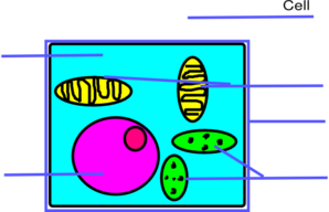 298x192 Basic Plant Cell Unlabeled Clip Art