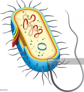 273x300 Diagrams Bacterial Cell Diagram Vector Art Getty Images Cell