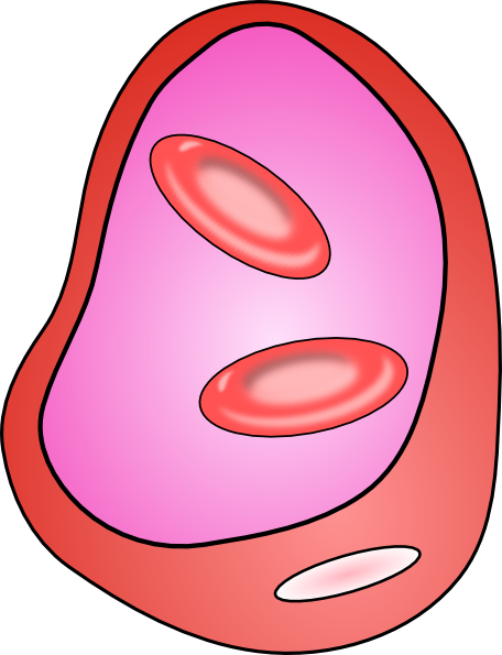 456x595 Erythrocyte Red Blood Cell Clip Art Free Vector 4vector
