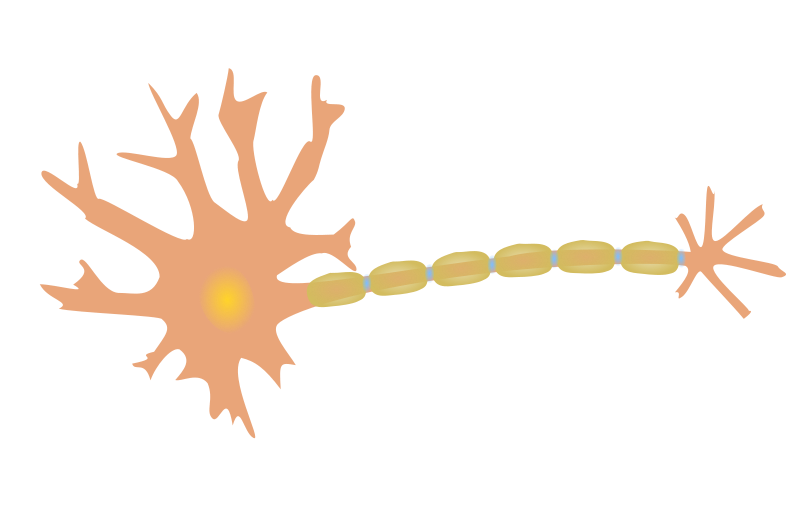 800x513 Free Clipart Single Neuron Phreed