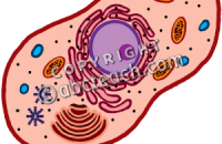 200x130 Impressive Animal Cell Clipart Cliparts Free Download Clip Art