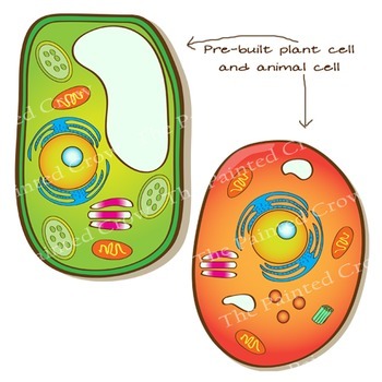 350x350 Animal Cell Amp Plant Cell Clip Art
