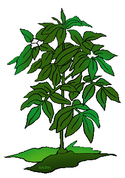 253x360 Free Plants Clip Art By Clipart Panda