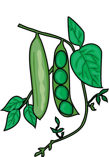 350x506 Pea Cliparts
