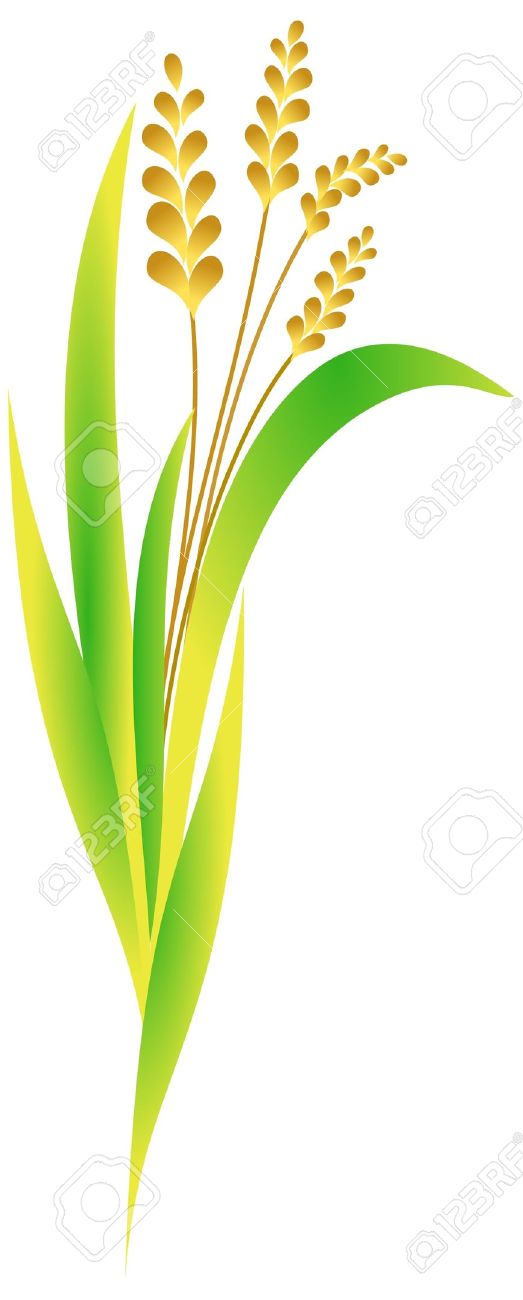 523x1300 Rice Plant Clipart