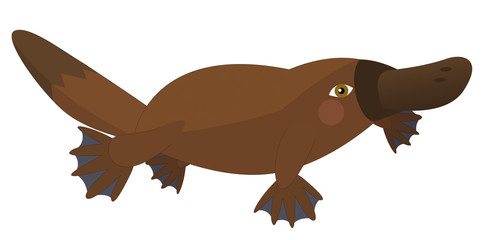 485x240 Platypus Photos, Royalty Free Images, Graphics, Vectors Amp Videos